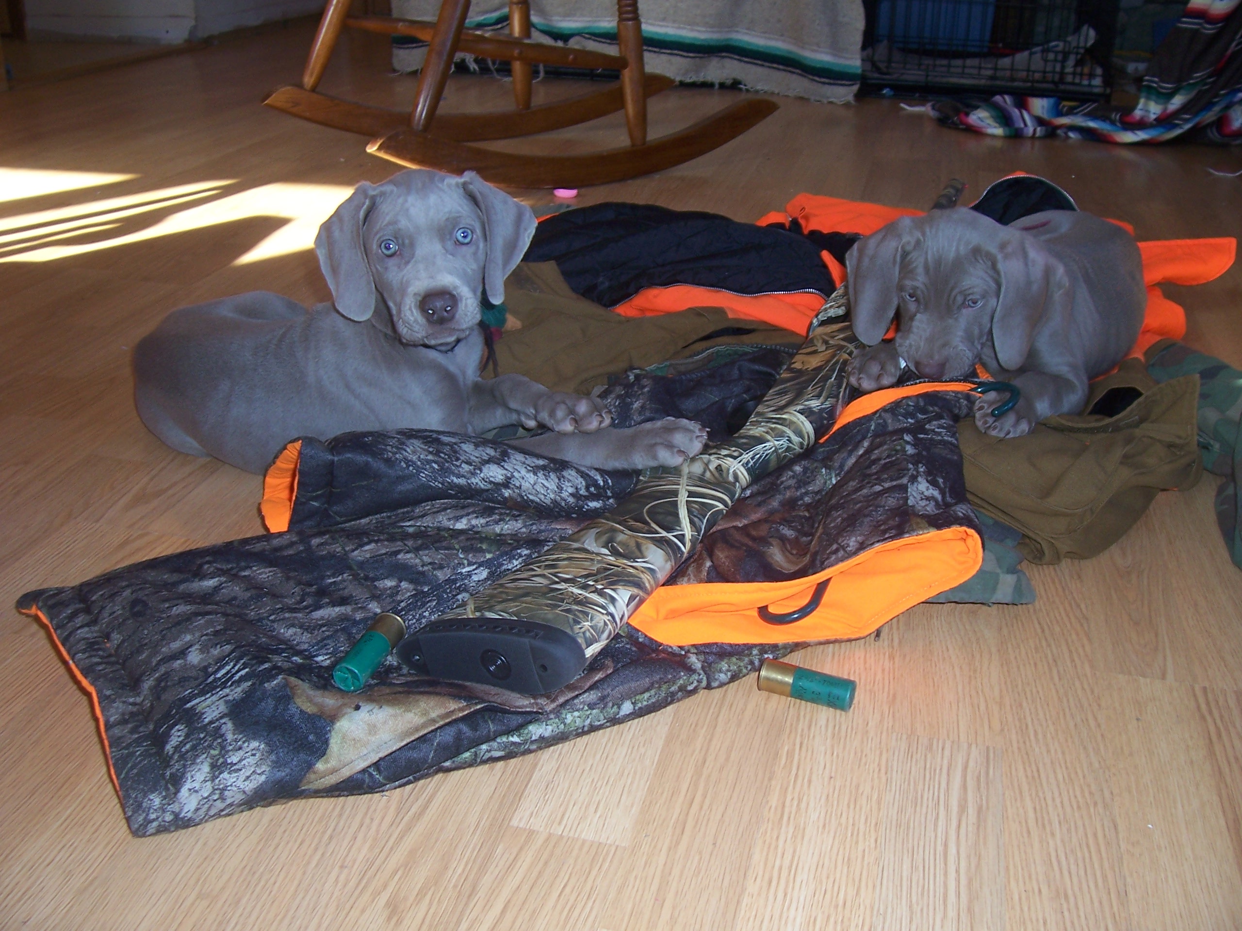 2puppieswithcamonice.jpg