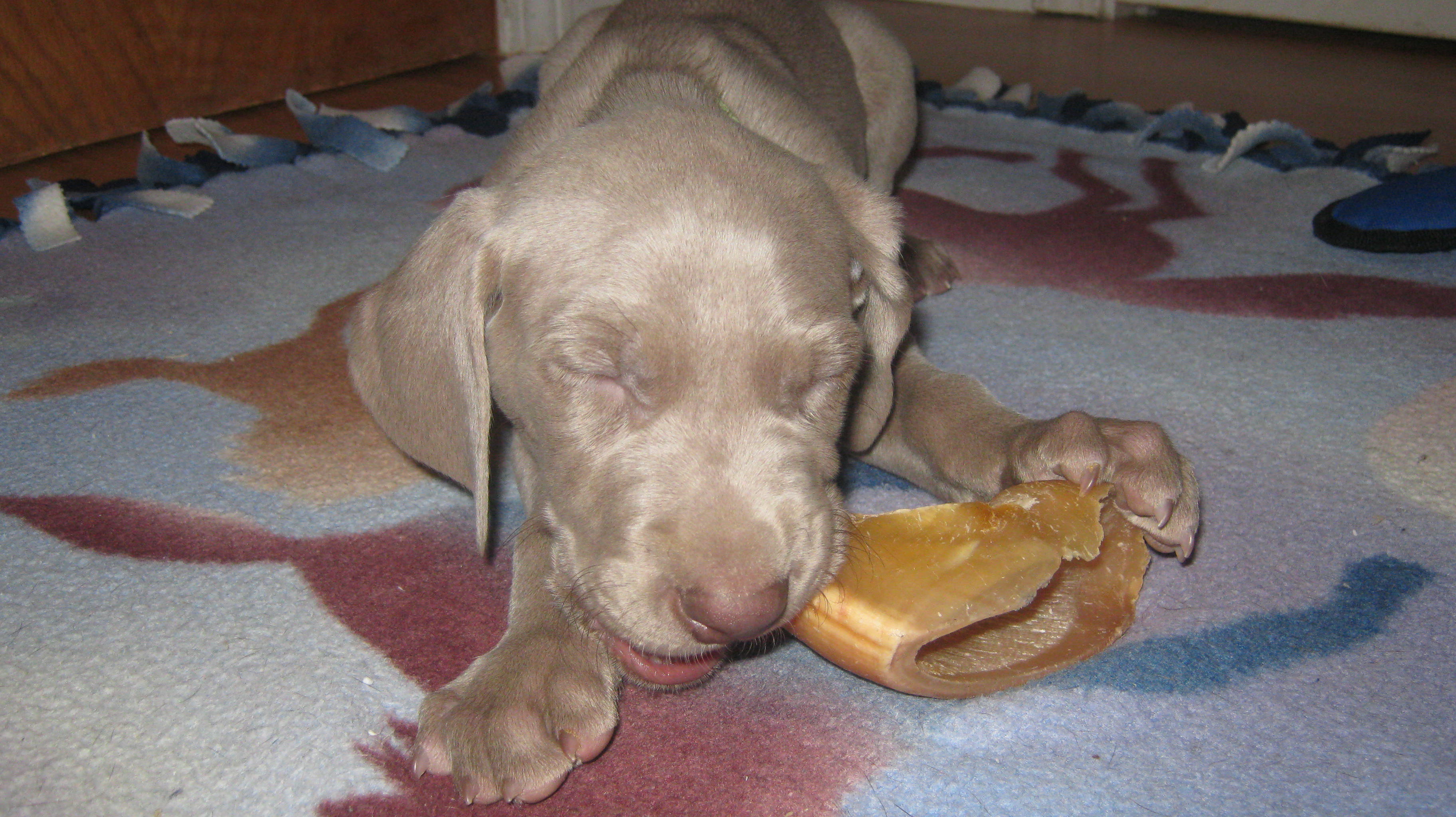 HMchewing.jpg