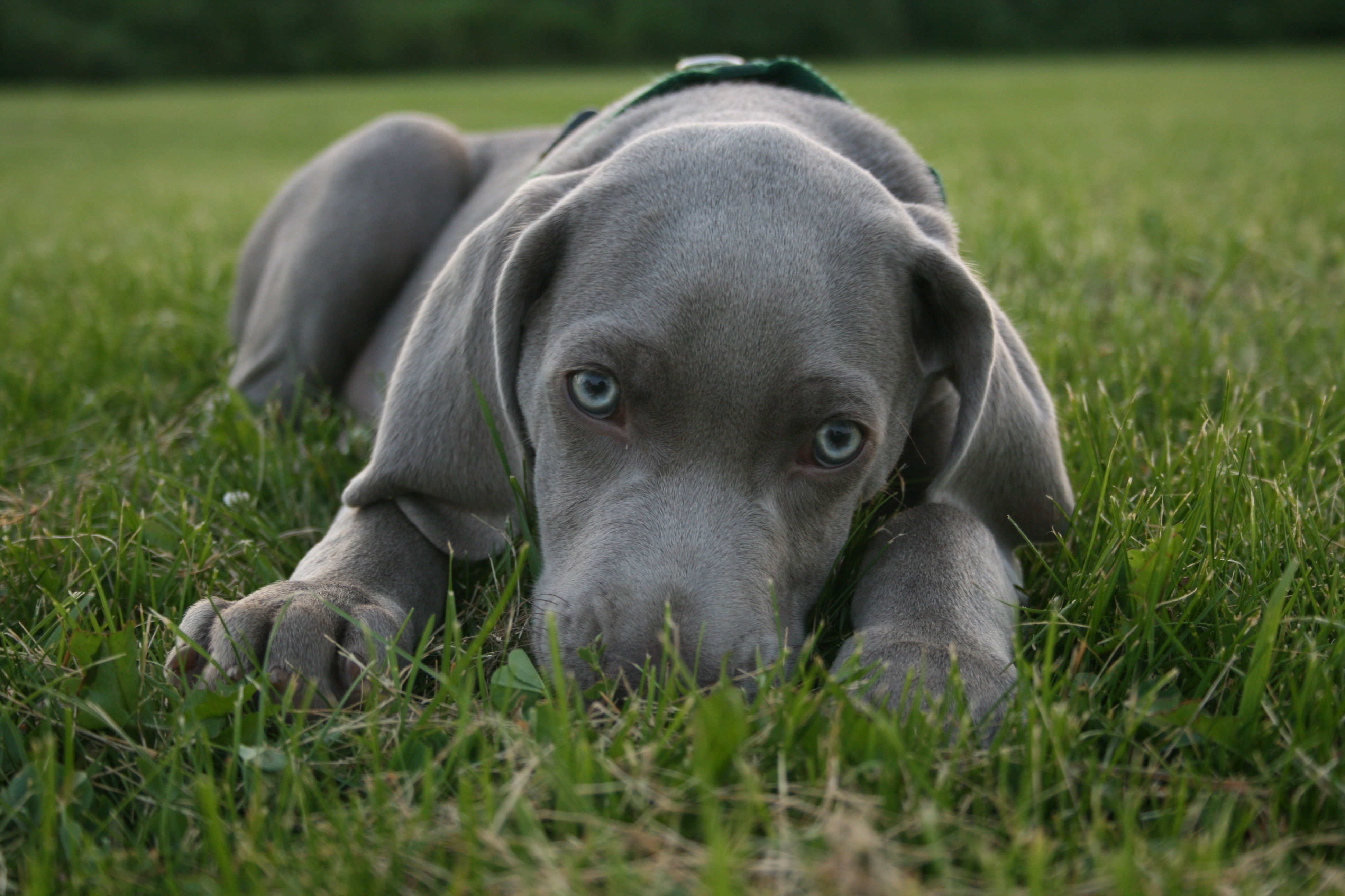 benji83108.jpg