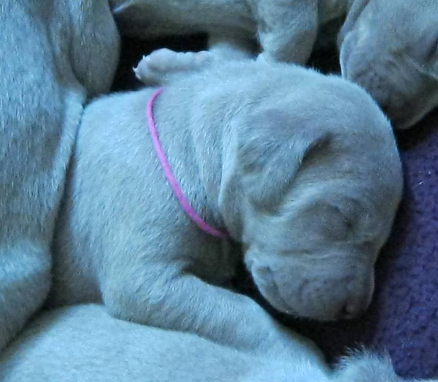 pink2wks.jpg