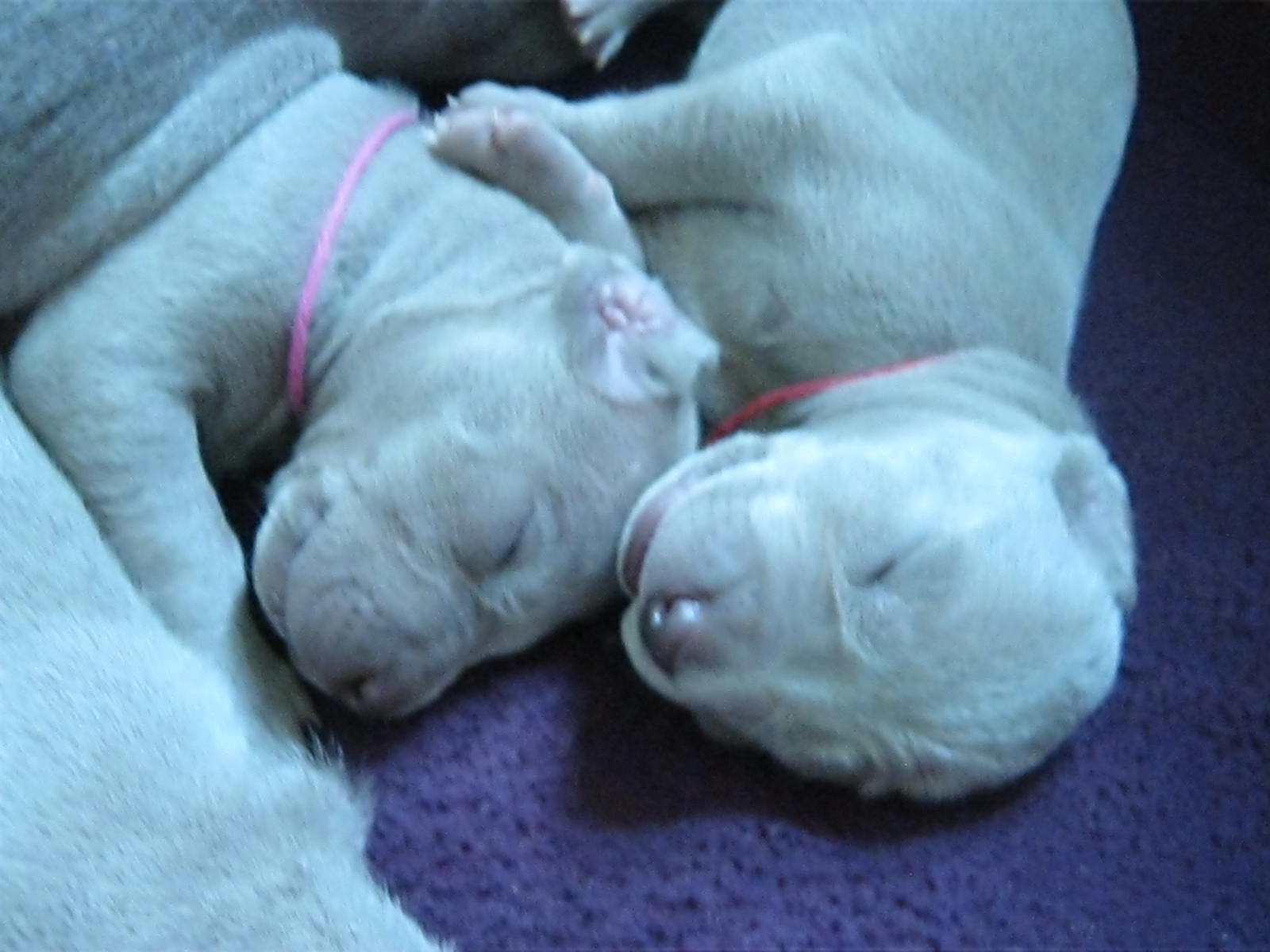 pink2wks2.jpg