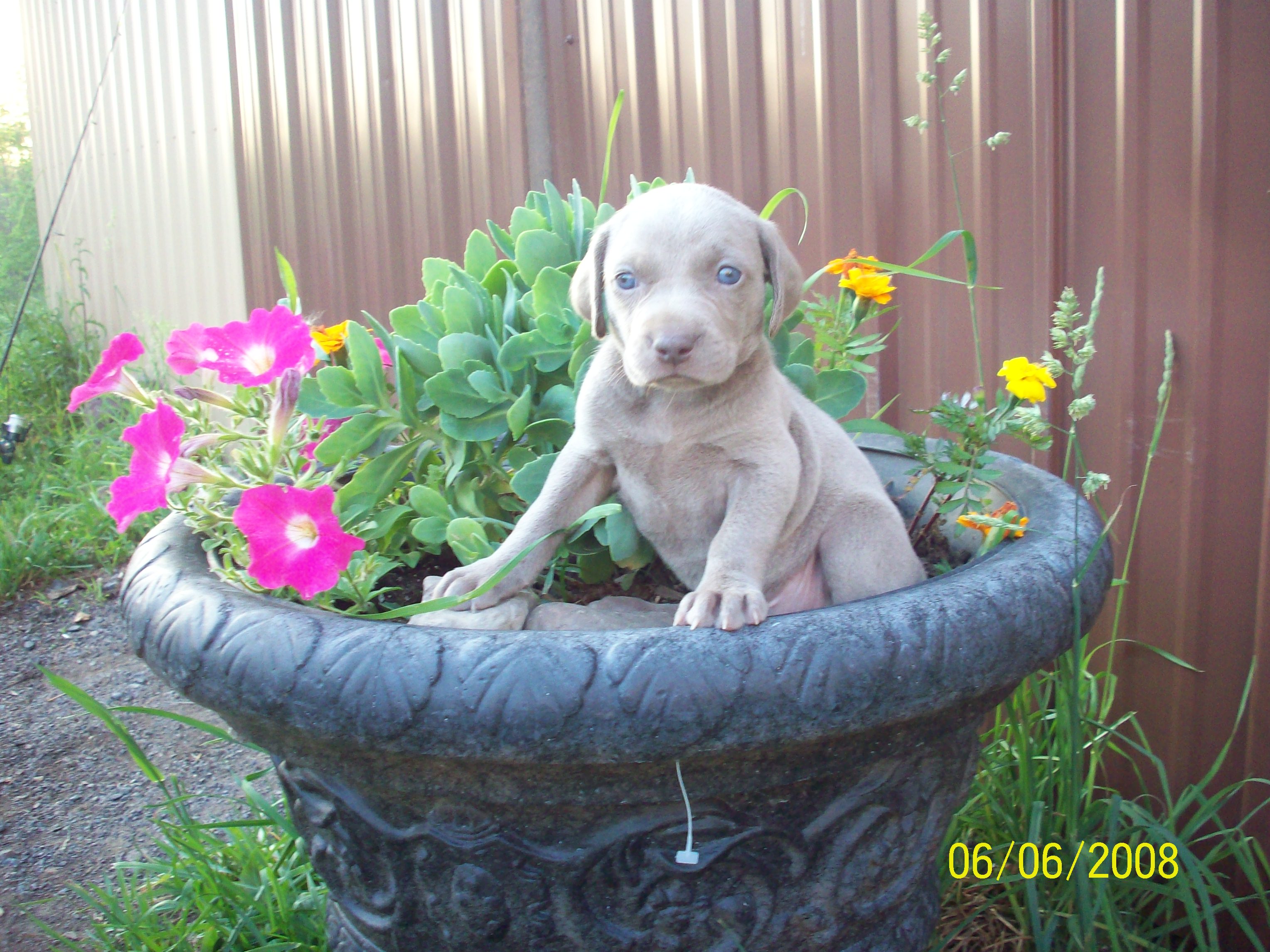 pupwithflowers.jpg
